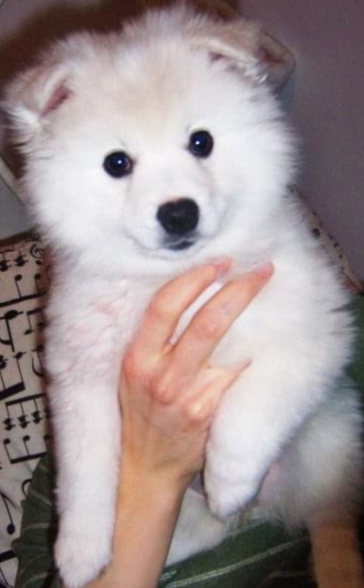 Pet Picture